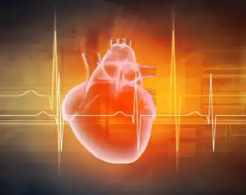 Black Cohosh Extract Black Cohosh Extract