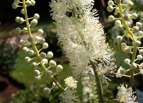 Black Cohosh Extract Black Cohosh Extract