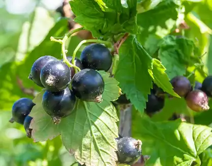 Currant Fruit Powder Currant Fruit Powder
