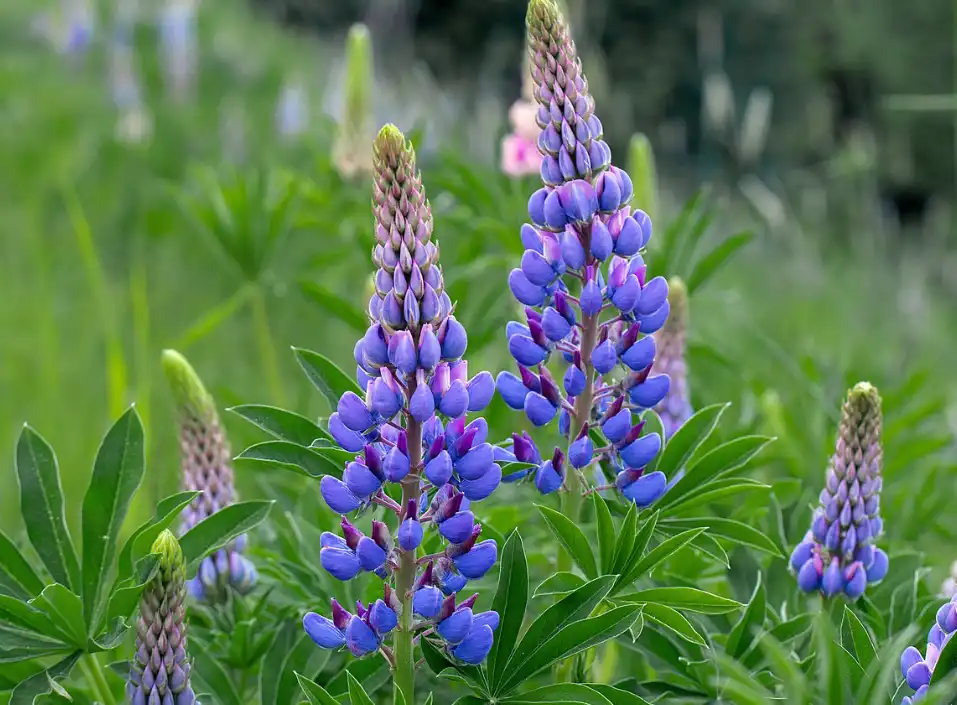 Lupine Protein Powder Lupine Protein Powder
