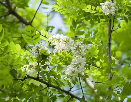 Quercetin Dihydrate Powder Quercetin Dihydrate Powder