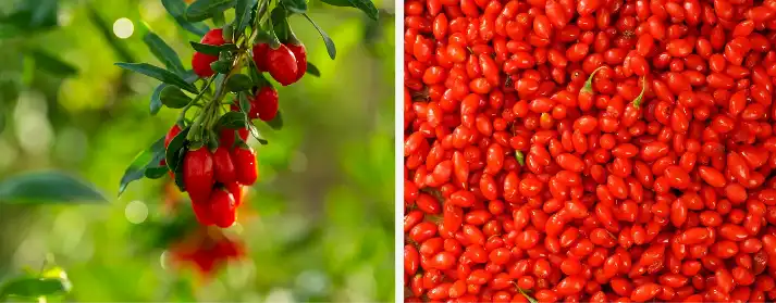 Goji Concentrated Juice Powder Goji Concentrated Juice Powder