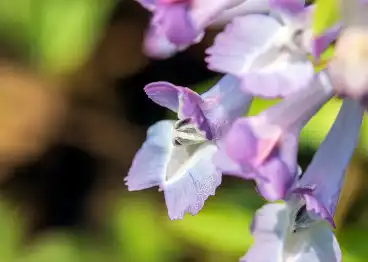 Tetrahydropalmatine Tetrahydropalmatine