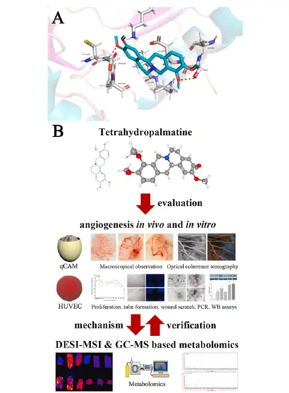 Tetrahydropalmatine Tetrahydropalmatine
