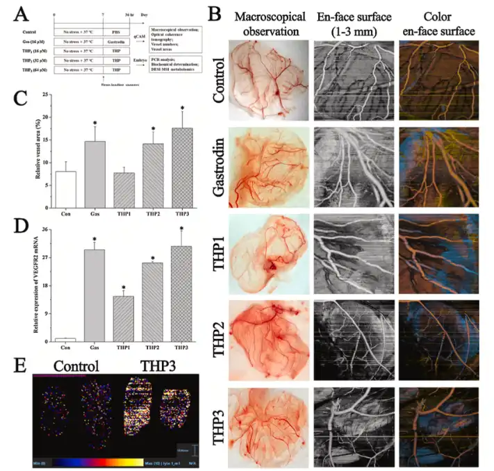 Tetrahydropalmatine Tetrahydropalmatine