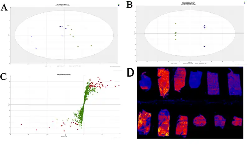 Tetrahydropalmatine Tetrahydropalmatine