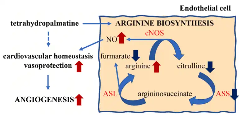 Tetrahydropalmatine Tetrahydropalmatine