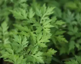 Artemisinin Powder Artemisinin Powder