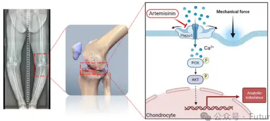 Artemisinin Powder Artemisinin Powder