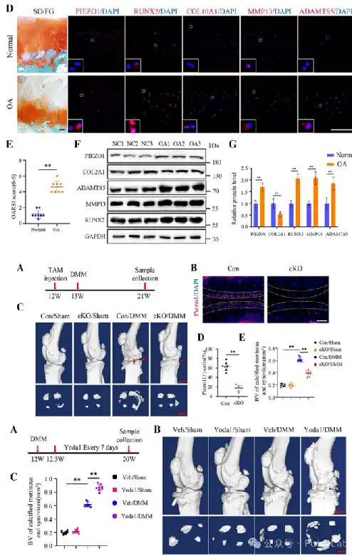 Artemisinin Powder Artemisinin Powder