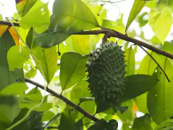 Graviola Leaf Powder Graviola Leaf Powder