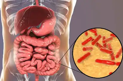 Graviola Leaf Powder Graviola Leaf Powder