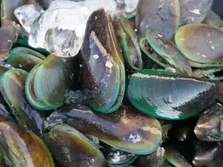 Green Lipped Mussel Freeze-Dried Powder