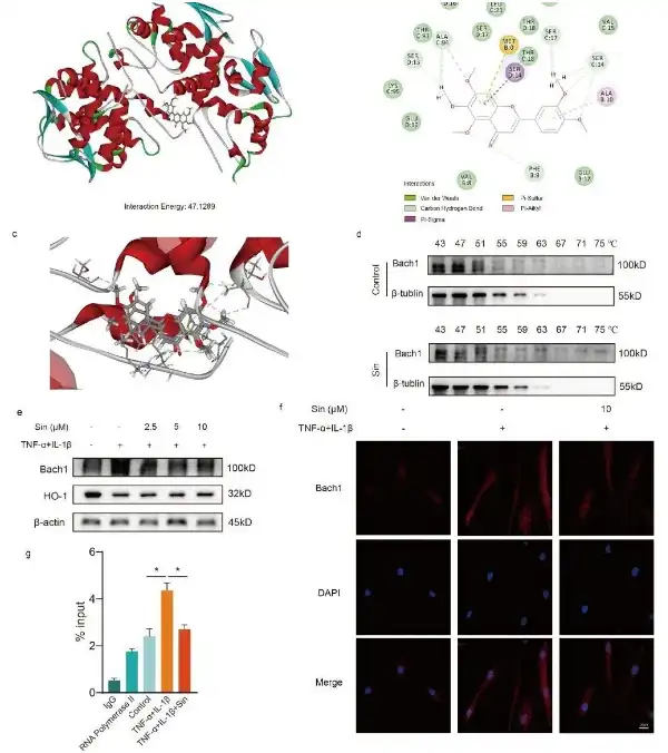 Sinensetin Sinensetin