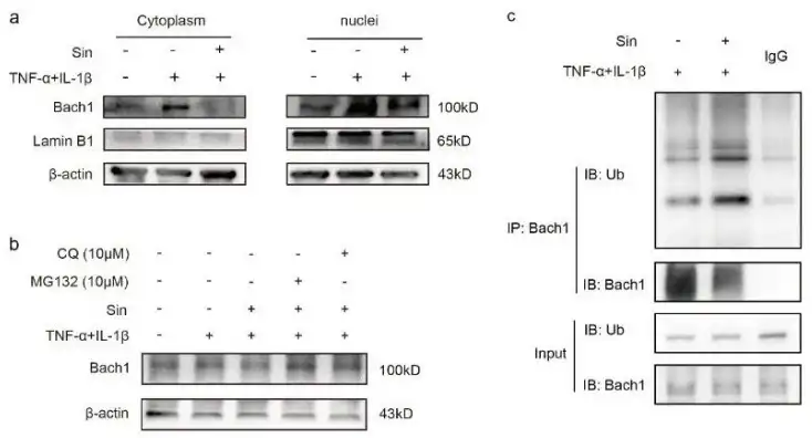 Sinensetin Sinensetin