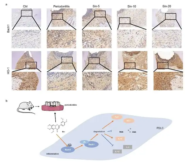 Sinensetin Sinensetin