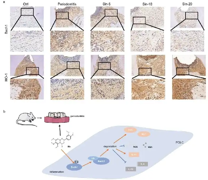 Sinensetin Sinensetin