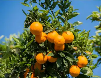 Sinensetin Sinensetin