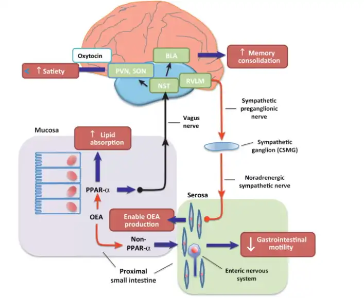 Oleoylethanolamide Powder Oleoylethanolamide Powder