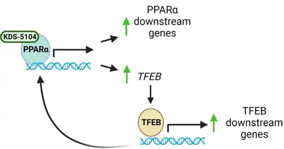 Oleoylethanolamide Powder Oleoylethanolamide Powder
