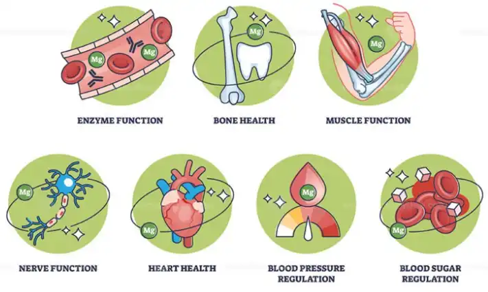 Bulk Magnesium Bisglycinate Bulk Magnesium Bisglycinate