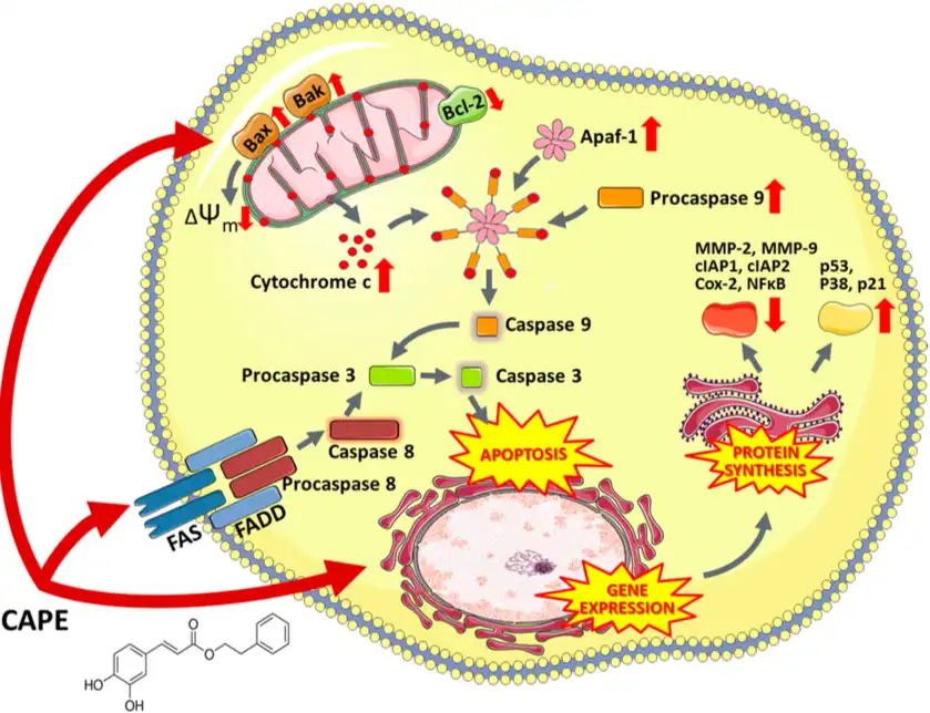 Caffeic Acid Phenethyl Ester Caffeic Acid Phenethyl Ester