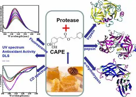 Caffeic Acid Phenethyl Ester Caffeic Acid Phenethyl Ester