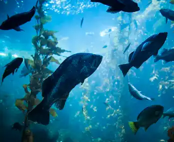 Docosahexaenoic Acid DHA Docosahexaenoic Acid DHA