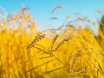 Selenium-Enriched Malt Powder Selenium-Enriched Malt Powder