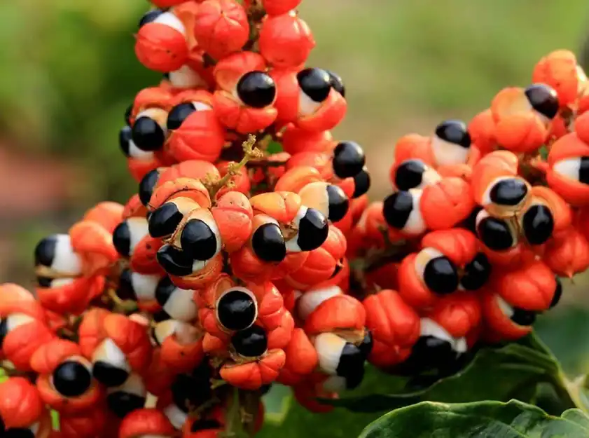 Guarana Extract Guarana Extract