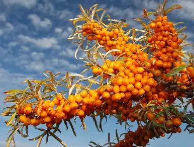 Organic Sea Buckthorn Powder