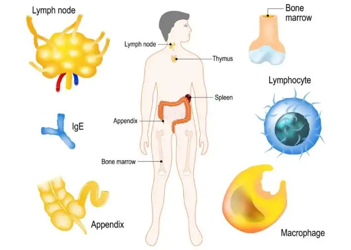 Organic Sea Buckthorn Powder Organic Sea Buckthorn Powder