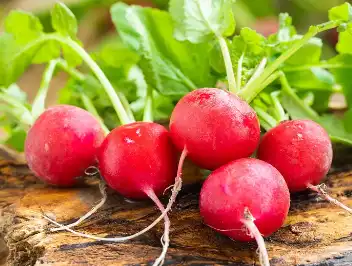 Red Radish Powder