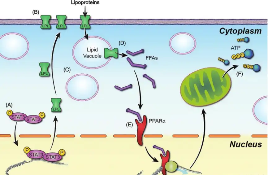 Dihydroquercetin Dihydroquercetin