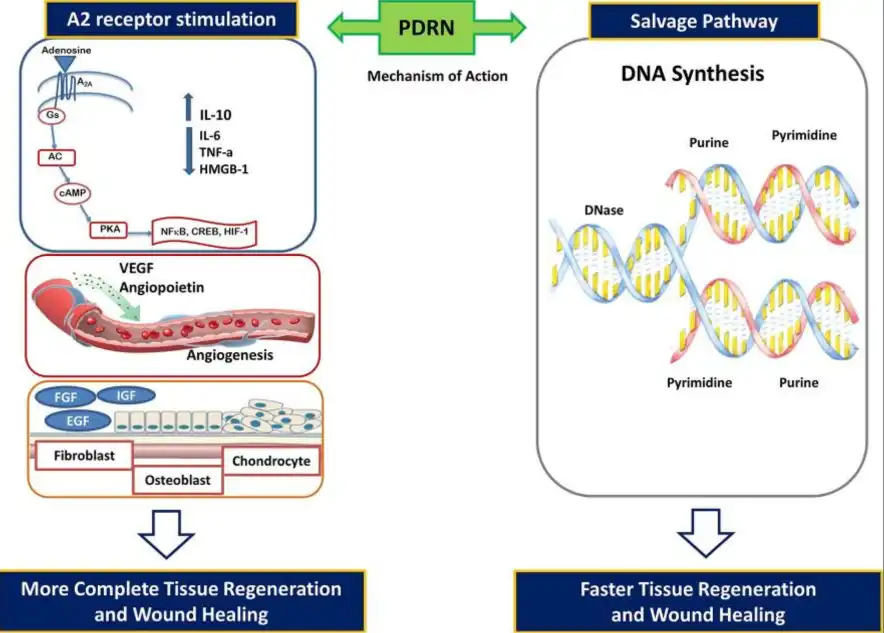 PDRN Powder PDRN Powder