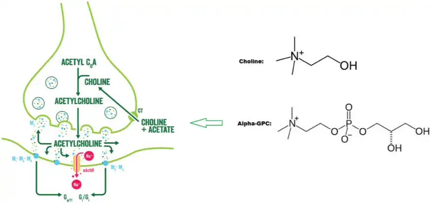 Alpha GPC Bulk Alpha GPC Bulk