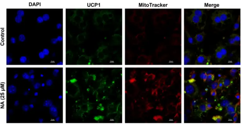 Naringin Powder Naringin Powder
