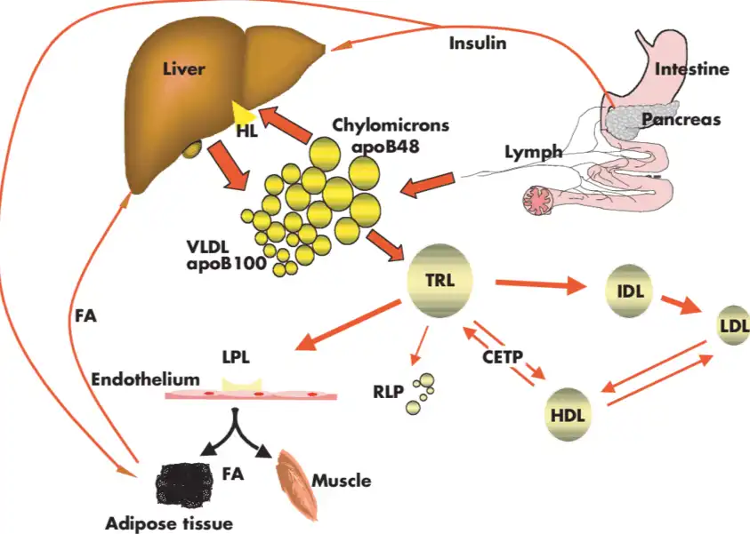 Synephrine Powder Synephrine Powder
