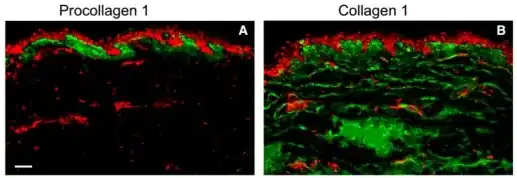 L-Rhamnose Monohydrate L-Rhamnose Monohydrate