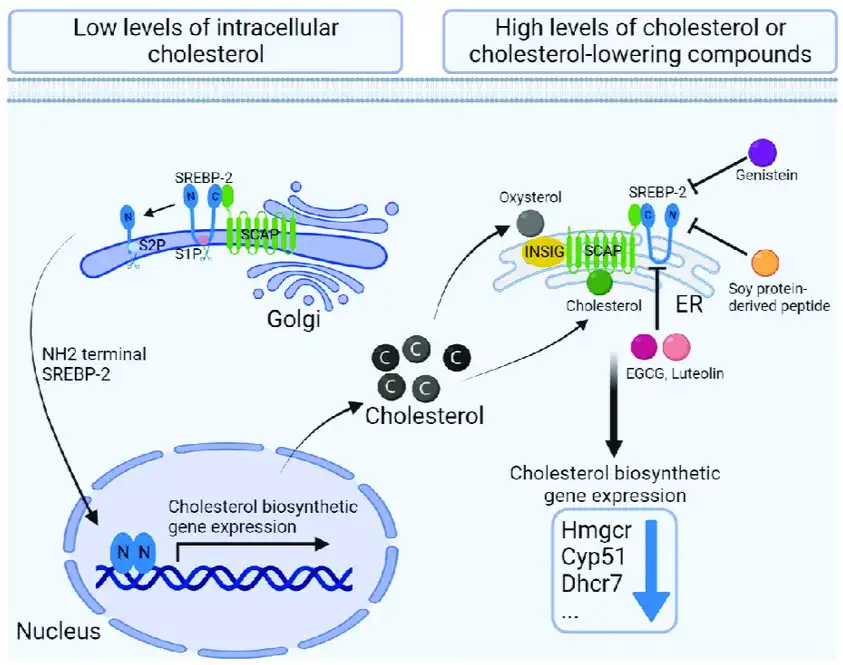 Soy Sterol Soy Sterol