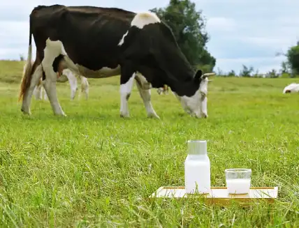 Pure Bovine Colostrum Powder