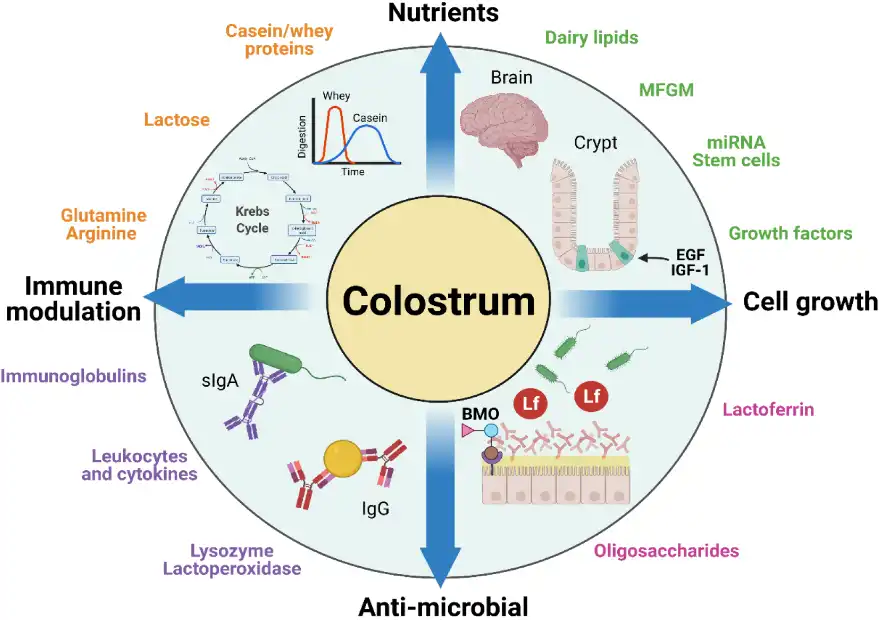 Pure Bovine Colostrum Powder Pure Bovine Colostrum Powder