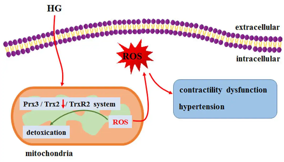 Monoammonium Glycyrrhizinate Monoammonium Glycyrrhizinate