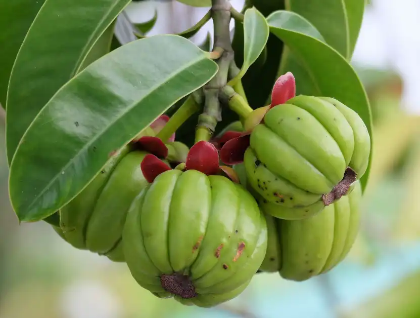 Organic Garcinia Cambogia Powder Organic Garcinia Cambogia Powder