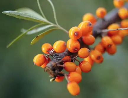 Sea Buckthorn Oil Powder
