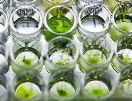 Algal DHA Powder