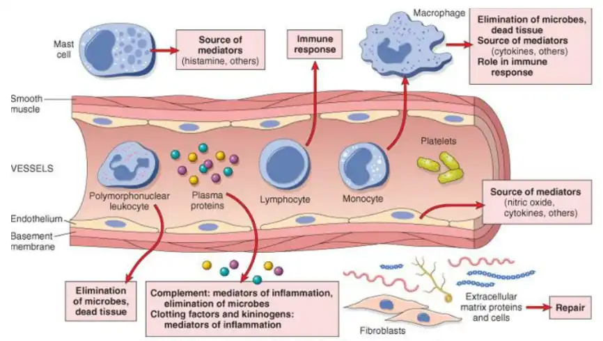 Troxerutin powder Troxerutin powder