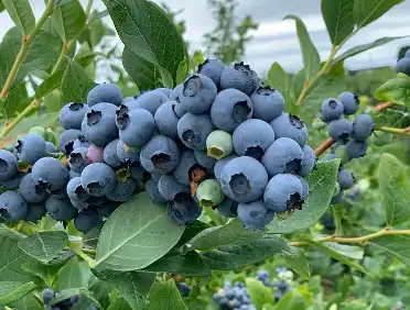 Blueberry Anthocyanins Blueberry Anthocyanins