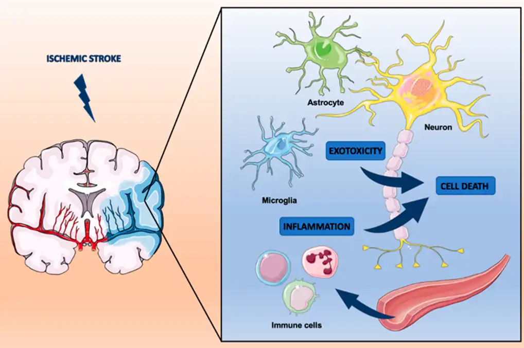 Coumarin Powder Coumarin Powder