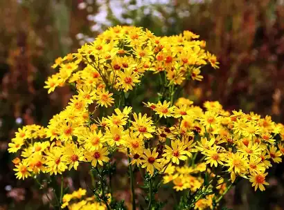 Buddleoside Buddleoside